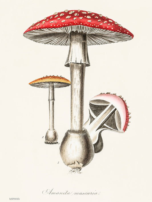 Amanita Muscaria Mushrooms Illustration Vintage Medical Botanicals Antique Art Print 30x40cm