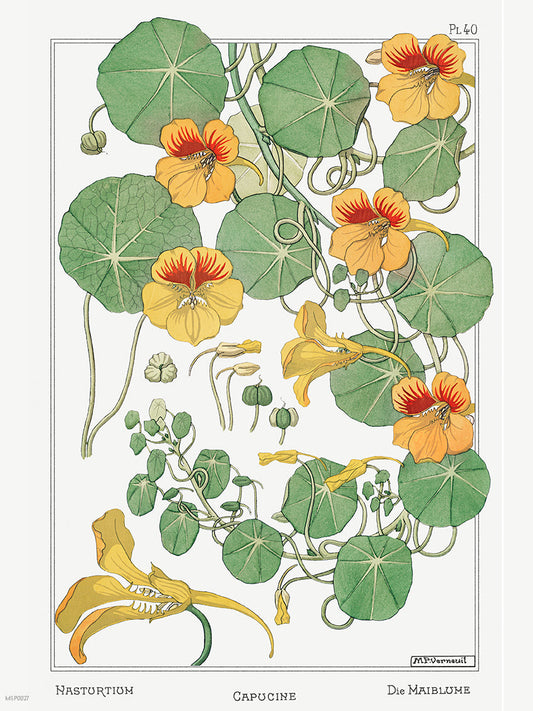 Botanical 30x40cm Art Print Capucine (nasturtium) from La Plante et ses Applications ornementales (1896) illustrated by Maurice Pillard Verneuil.