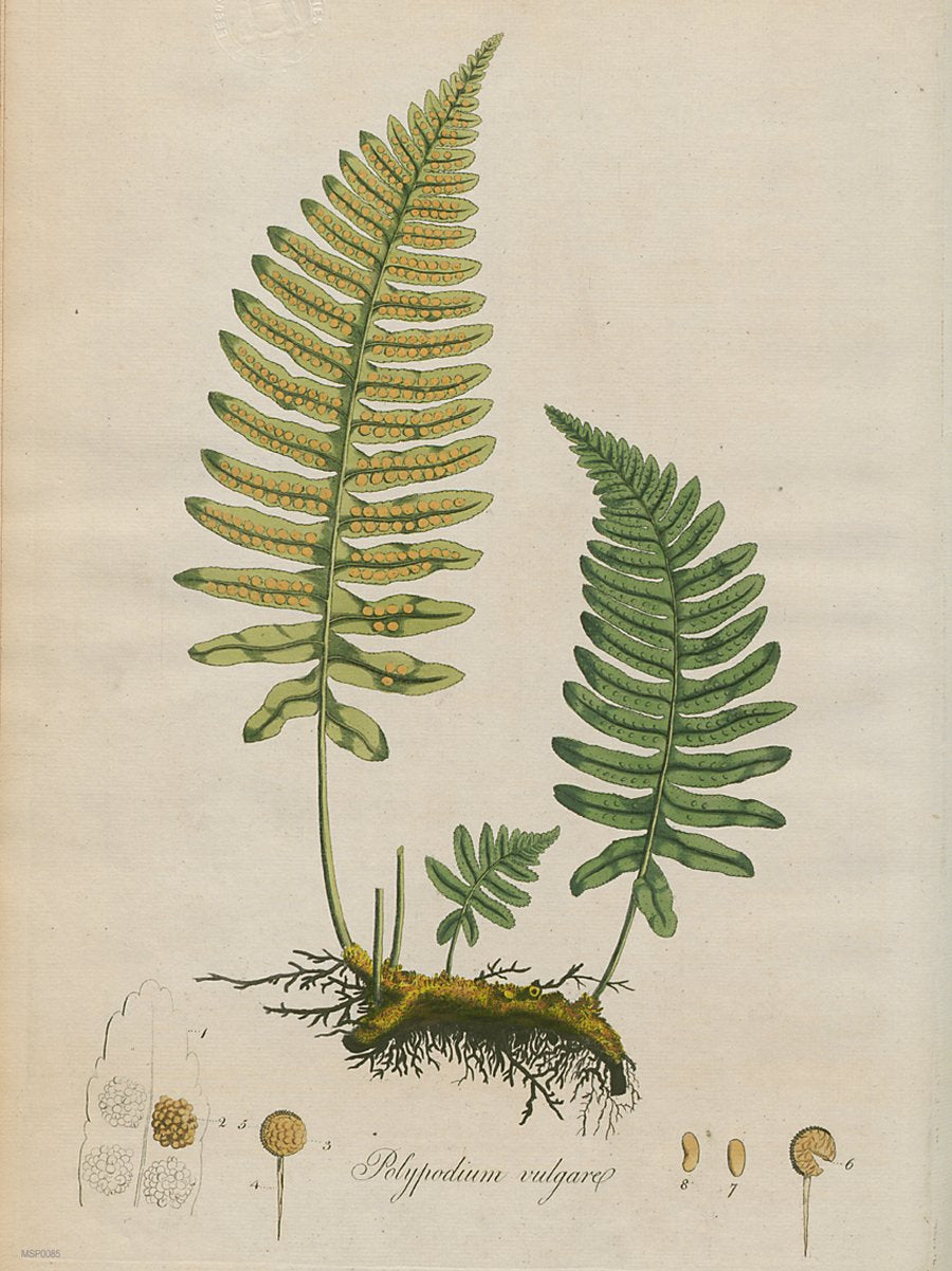 Polypodium Vulgare Fern Natural History 50x70cm Art Poster Print