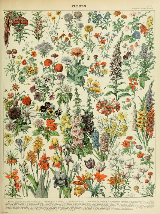Flowers Natural History 30x40cm Art Poster Print