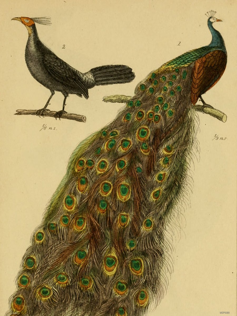Peacocks Natural History 30x40cm Art Poster Print 30x40cm Art Poster Print