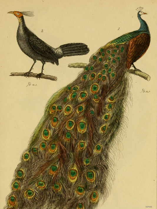 Peacocks Natural History 30x40cm Art Poster Print 30x40cm Art Poster Print