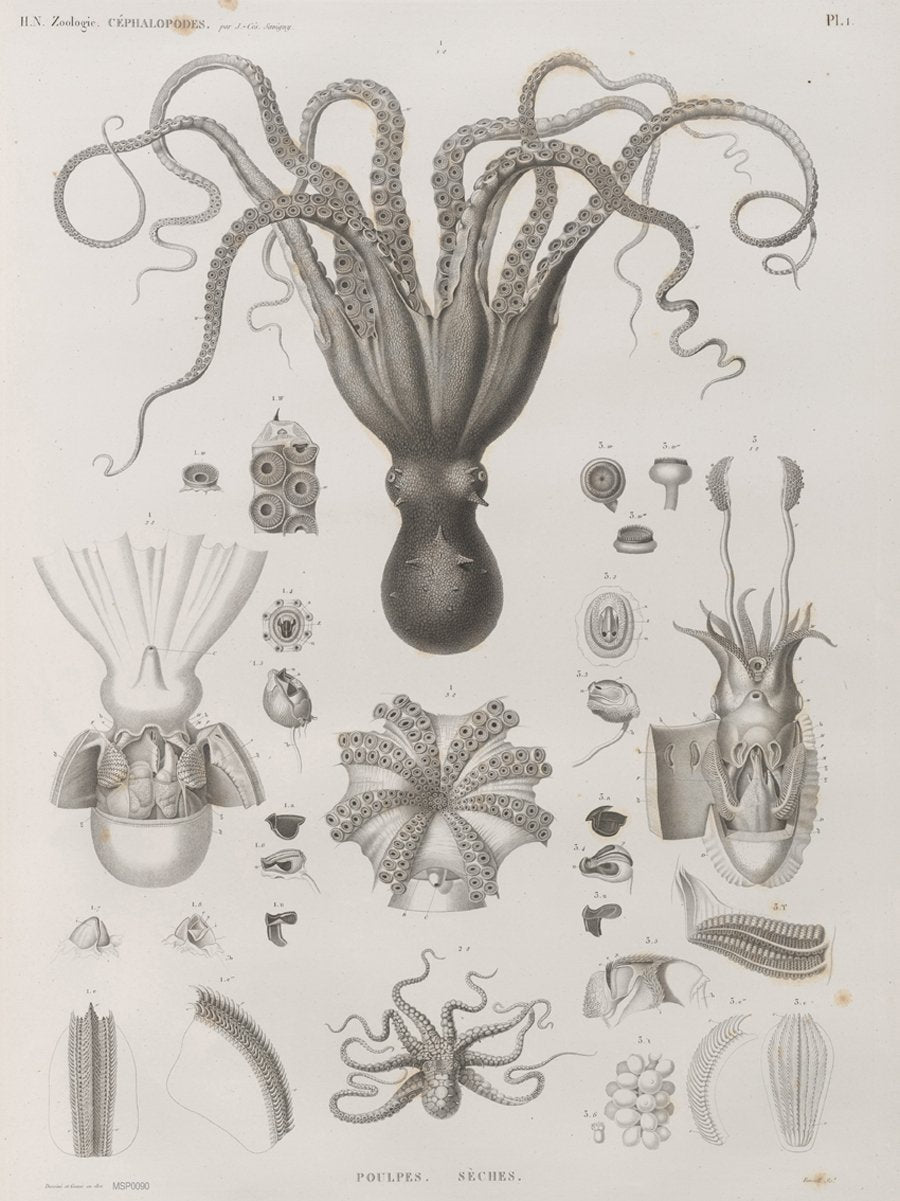 Octopus Natural History 30x40cm Art Poster Print