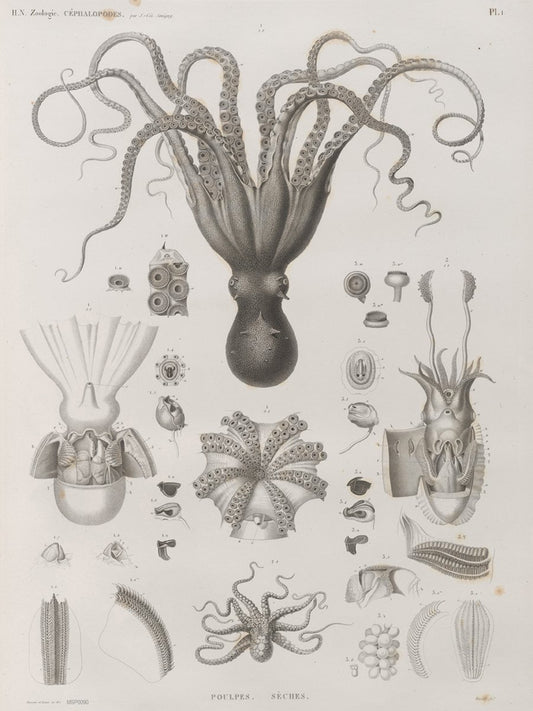 Octopus Natural History 30x40cm Art Poster Print