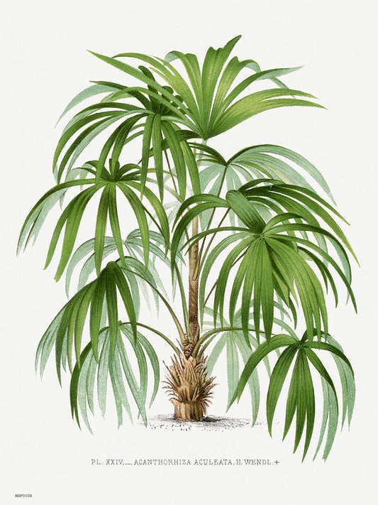 Vintage palm tree illustration Les Palmiers Histoire Iconographique Cocos Weddeliana (1878), illustrated by Oswald de Kerchove de Denterghem 30x40cm Art Print