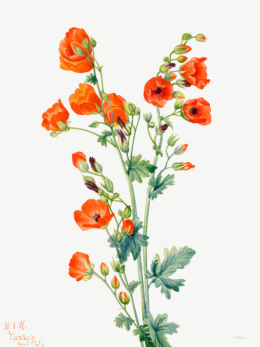 Botanical 30x40cm Art Print Scarlet Globe Mallow (Sphaeralcea grossulariaefolia) (1927) by Mary Vaux Walcott.