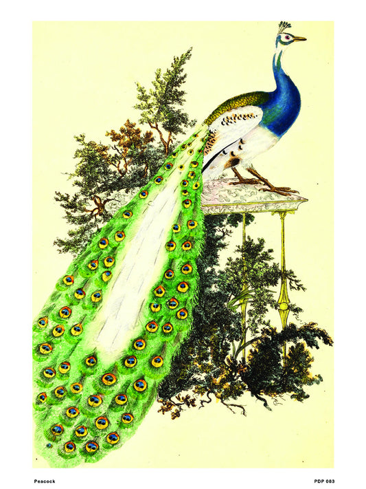 Peacock Natural History 30x40cm Art Poster Print
