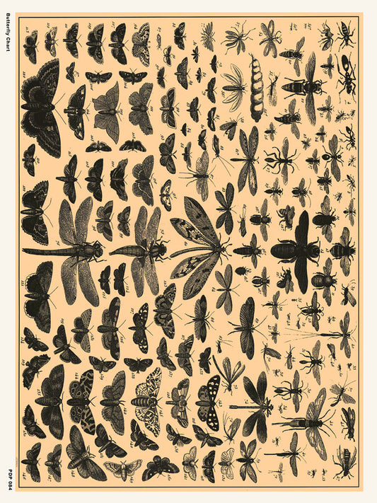 Butterfly Chart Natural History 30x40cm Art Poster Print