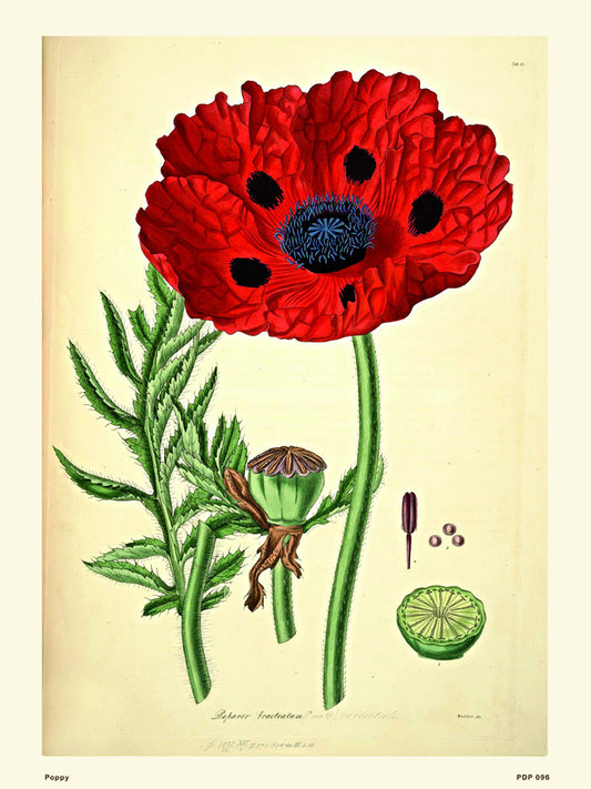 Poppy Natural History 30x40cm Art Poster Print