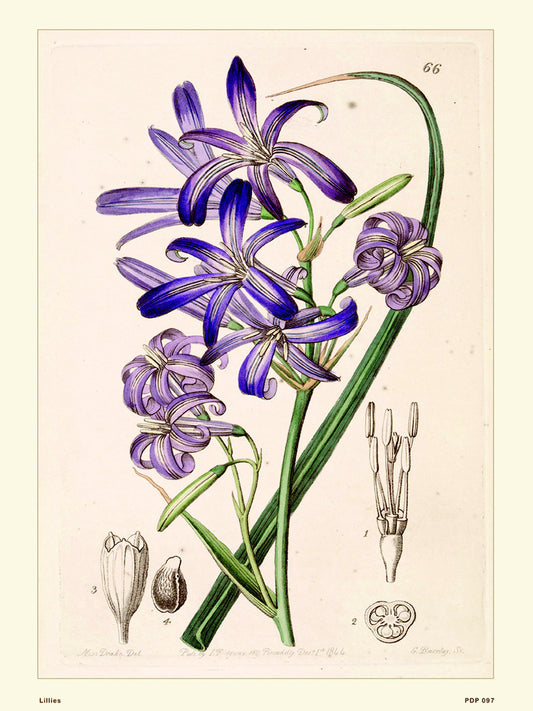 Lillies Natural History 30x40cm Art Poster Print