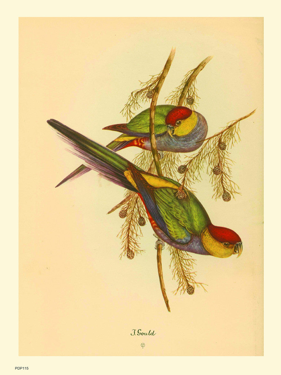 J Gould Parrots Natural History 30x40cm Art Poster Print