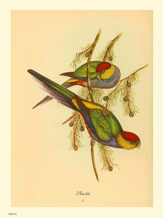 J Gould Parrots Natural History 30x40cm Art Poster Print
