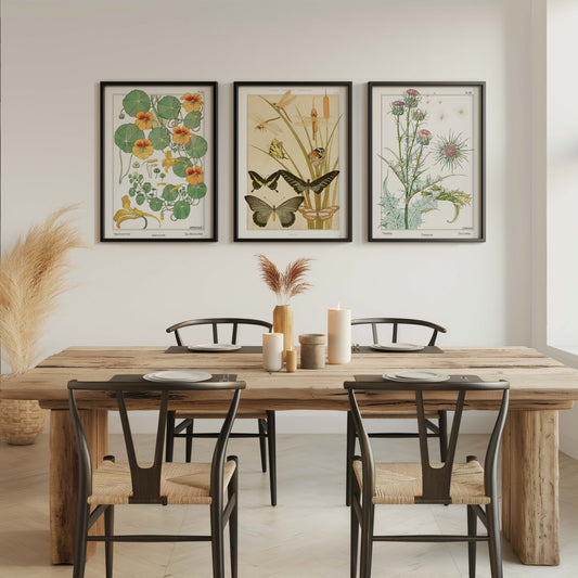 Vintage Botanical & Natural History Prints Bundle – 50x70cm Framed