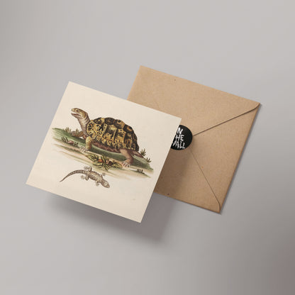 Tortoise Natural History 14x14cm Greetings card (Blank Inside)