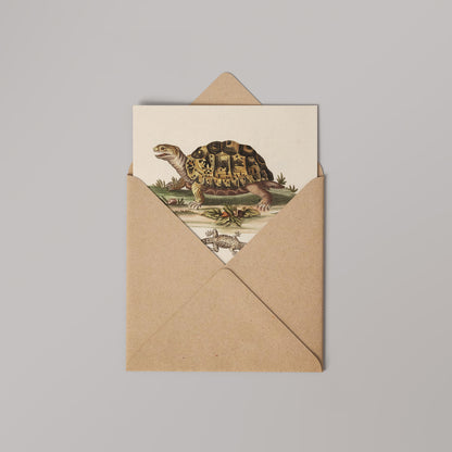 Tortoise Natural History 14x14cm Greetings card (Blank Inside)