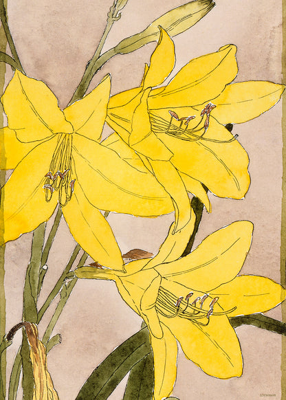 Yellow Daylily by Hannah Borger Overbeck Print – Hannah Borger Overbeck Vintage Art Wall Art 50x70cm