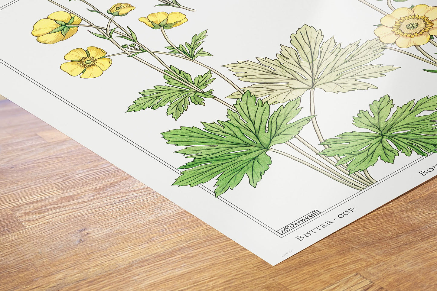 Botanical 50x70cm Art Print Buton or buttercup from La Plante et ses Applications ornementales (1896) illustrated by Maurice Pillard Verneuil.