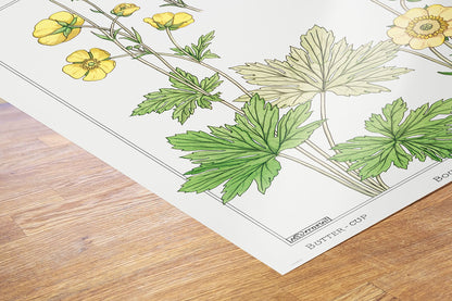Botanical 50x70cm Art Print Buton or buttercup from La Plante et ses Applications ornementales (1896) illustrated by Maurice Pillard Verneuil.