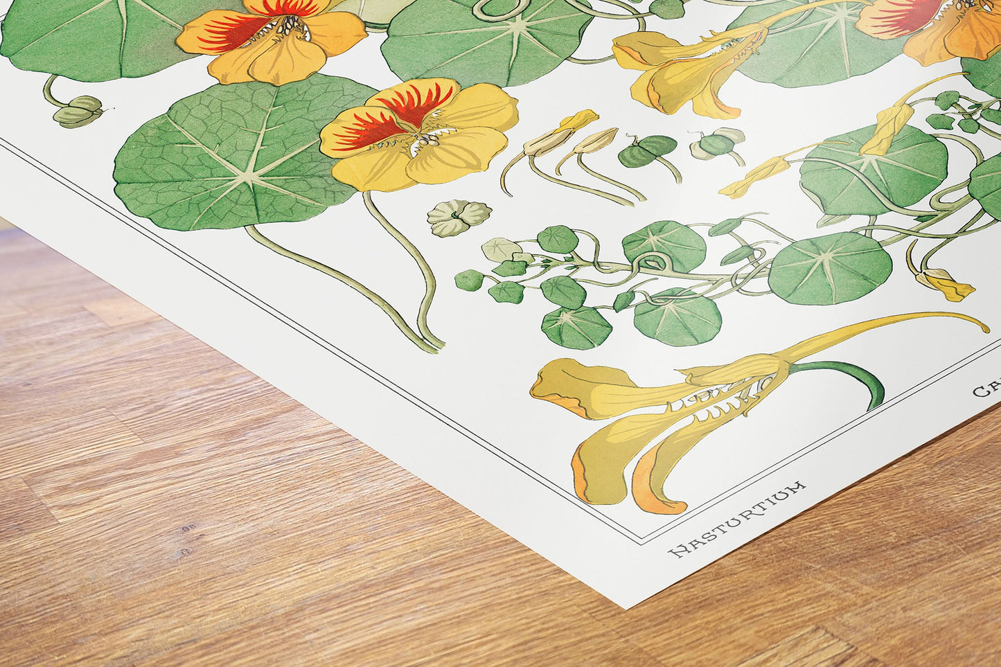 Botanical 50x70cm Art Print Capucine (nasturtium) from La Plante et ses Applications ornementales (1896) illustrated by Maurice Pillard Verneuil.