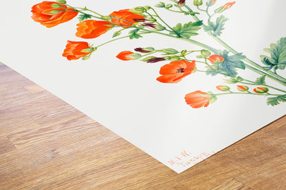 Botanical 50x70cm Art Print Scarlet Globe Mallow (Sphaeralcea grossulariaefolia) (1927) by Mary Vaux Walcott.