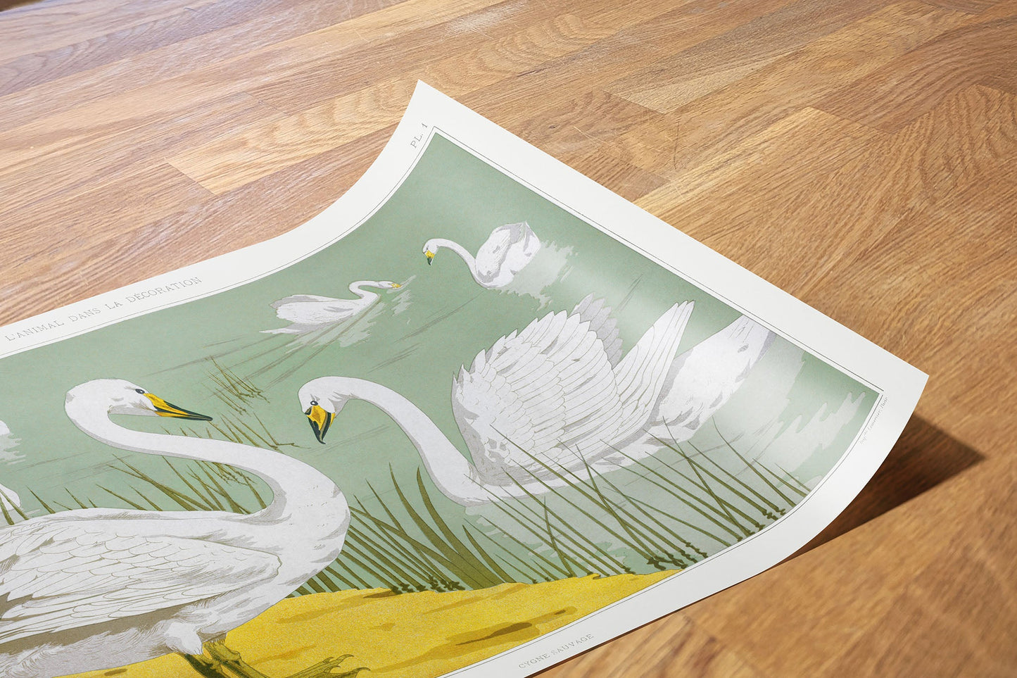 Cygne sauvage from animal dans la dŽcoration (1897) illustrated by Maurice Pillard Verneuil 50 x70cm Art Print