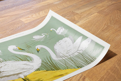 Cygne sauvage from animal dans la dŽcoration (1897) illustrated by Maurice Pillard Verneuil 50 x70cm Art Print