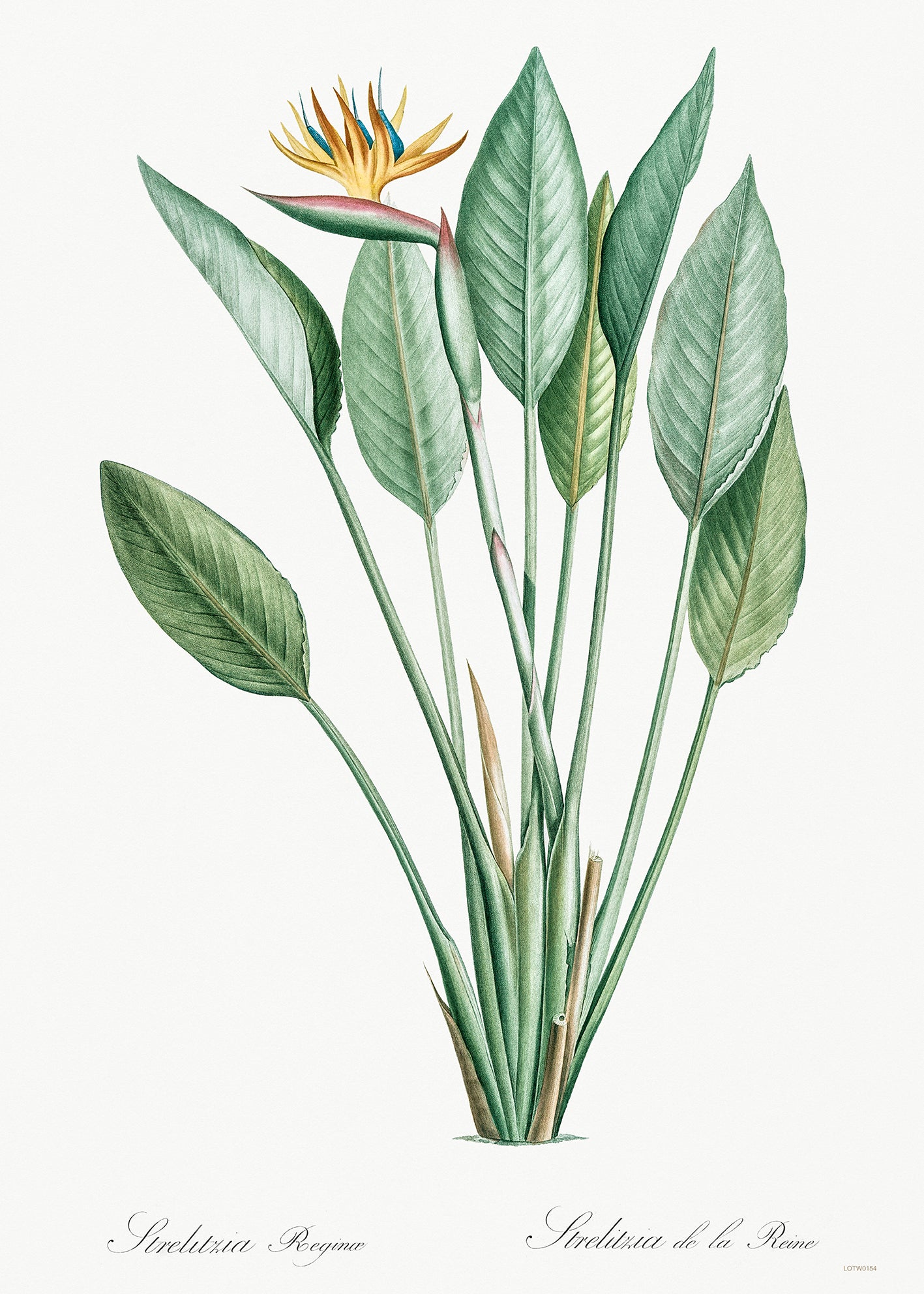 Bird of paradise, crane flower by Pierre-Joseph Redouté Botanical Wall Art Print 50x70cm