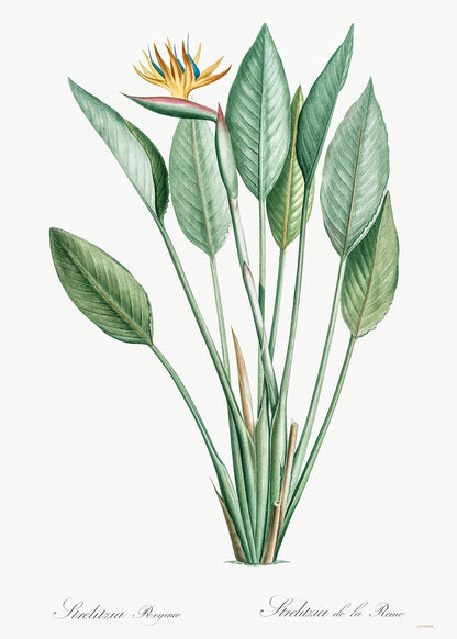 Bird of paradise, crane flower by Pierre-Joseph Redouté Botanical Wall Art Print 50x70cm