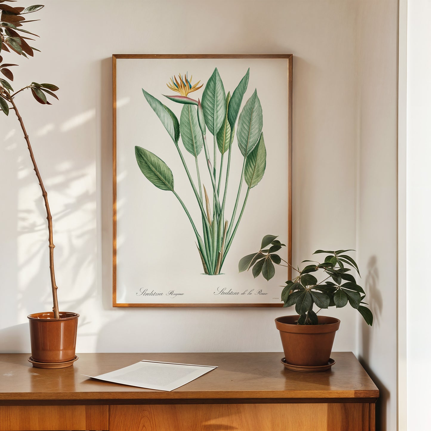 Bird of paradise, crane flower by Pierre-Joseph Redouté Botanical Wall Art Print 50x70cm