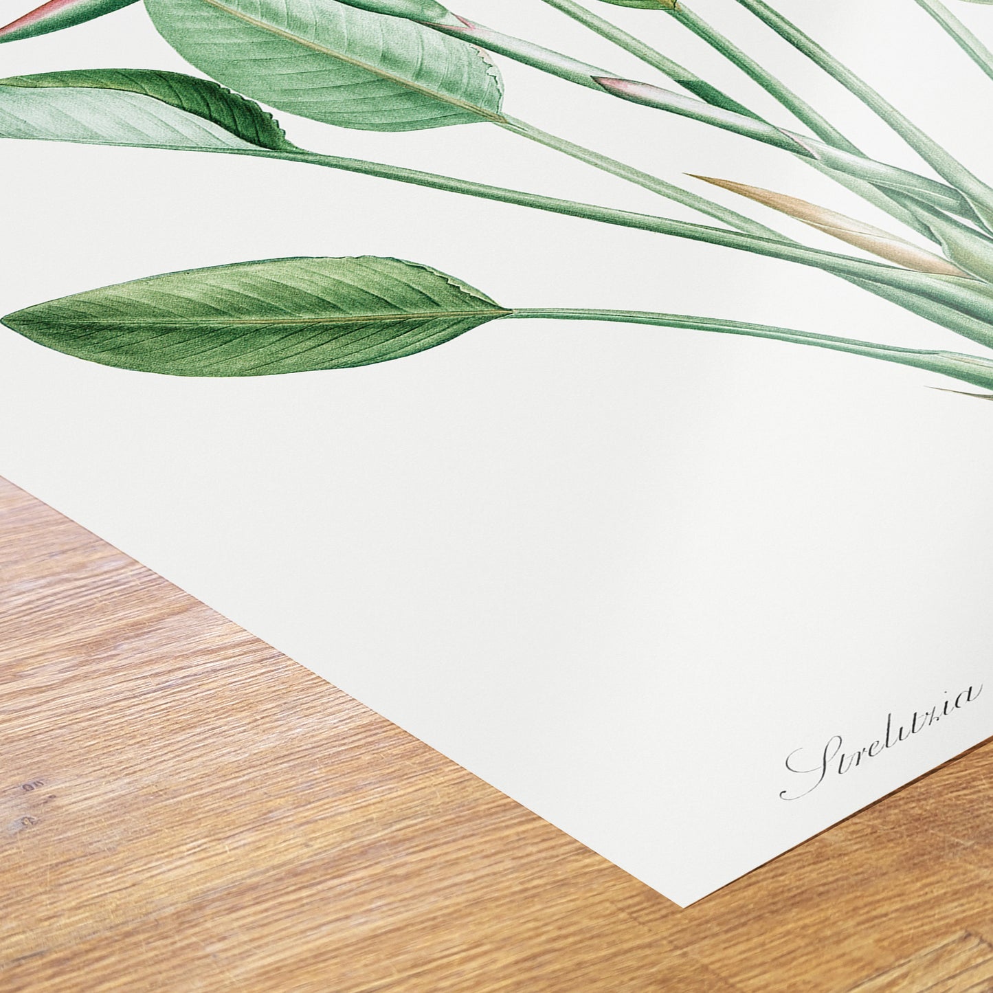 Bird of paradise, crane flower by Pierre-Joseph Redouté Botanical Wall Art Print 50x70cm