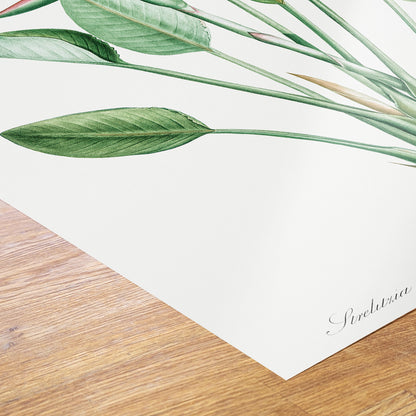 Bird of paradise, crane flower by Pierre-Joseph Redouté Botanical Wall Art Print 50x70cm