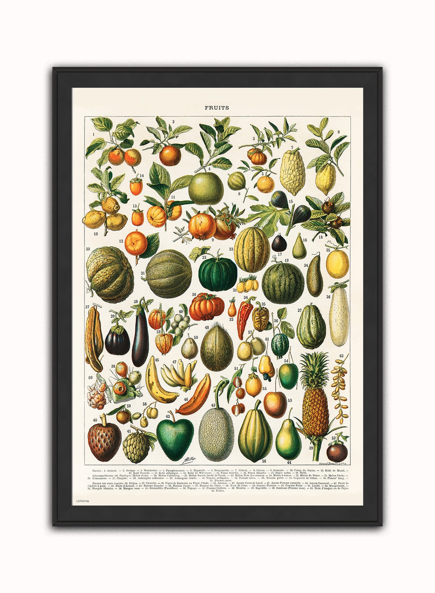 Illustration of Fruit is a drawing by Adolphe Philippe Millot Print – Adolphe Philippe Millot Vintage Art Wall Art Black Frame
