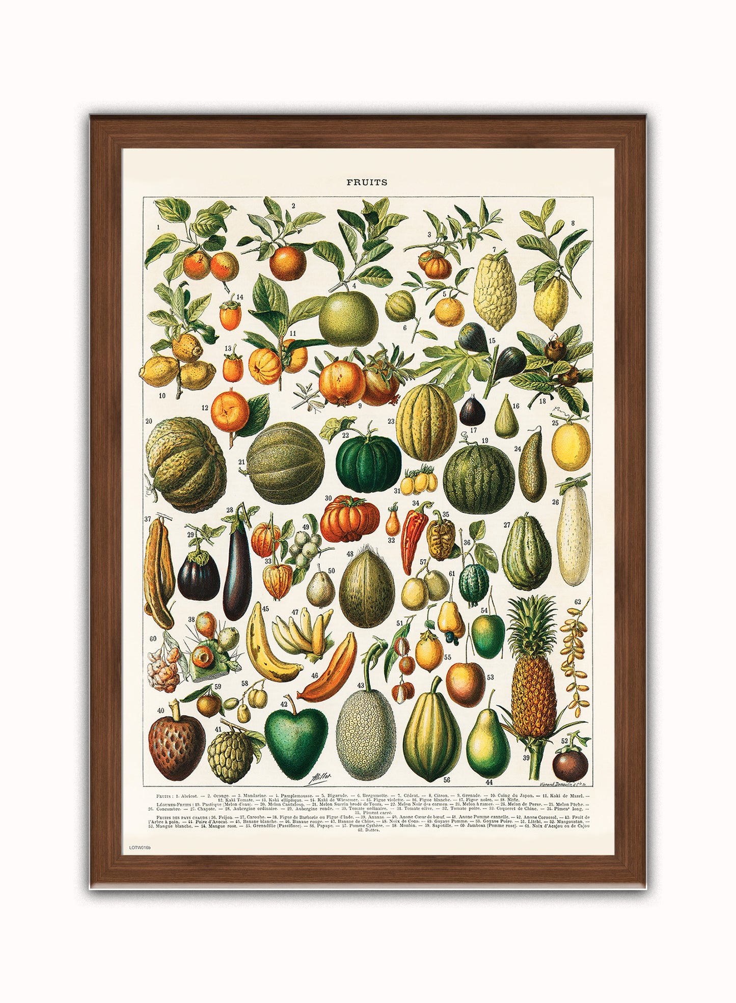 Illustration of Fruit is a drawing by Adolphe Philippe Millot Print – Adolphe Philippe Millot Vintage Art Wall Art Dark Wood Frame