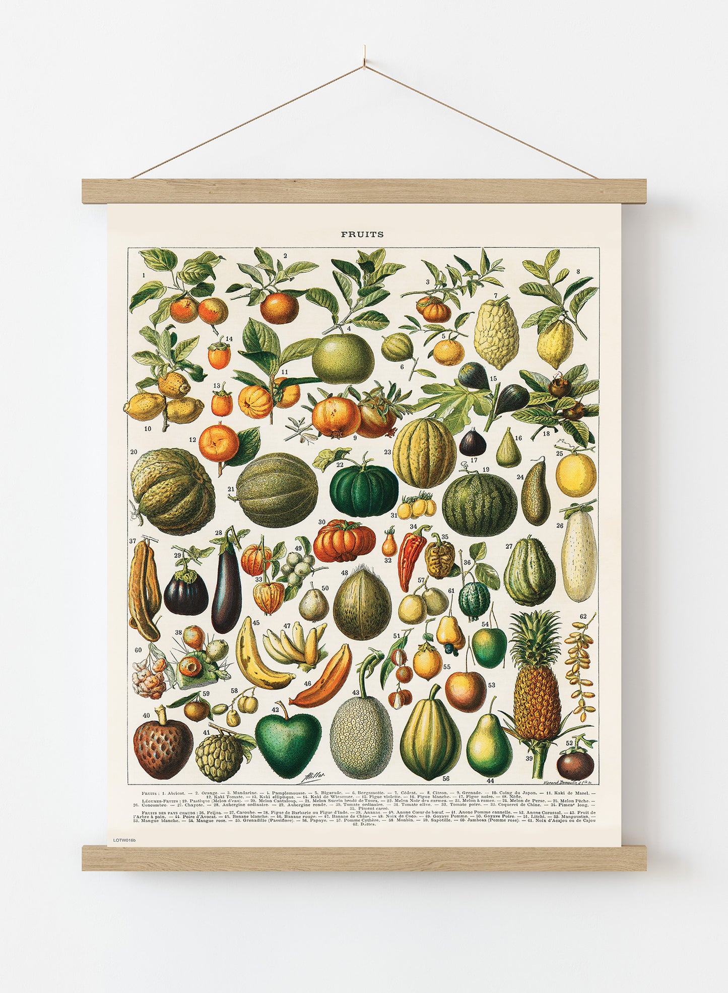 Illustration of Fruit is a drawing by Adolphe Philippe Millot Print – Adolphe Philippe Millot Vintage Art Wall Art Poster Hanger
