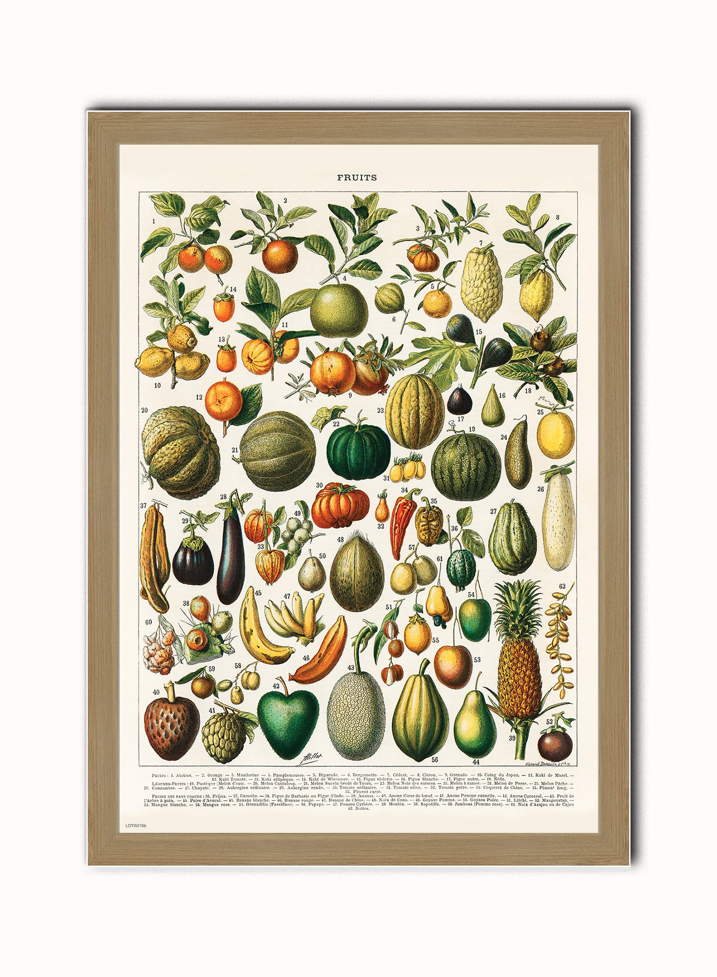Illustration of Fruit is a drawing by Adolphe Philippe Millot Print – Adolphe Philippe Millot Vintage Art Wall Art Light Wood Frame