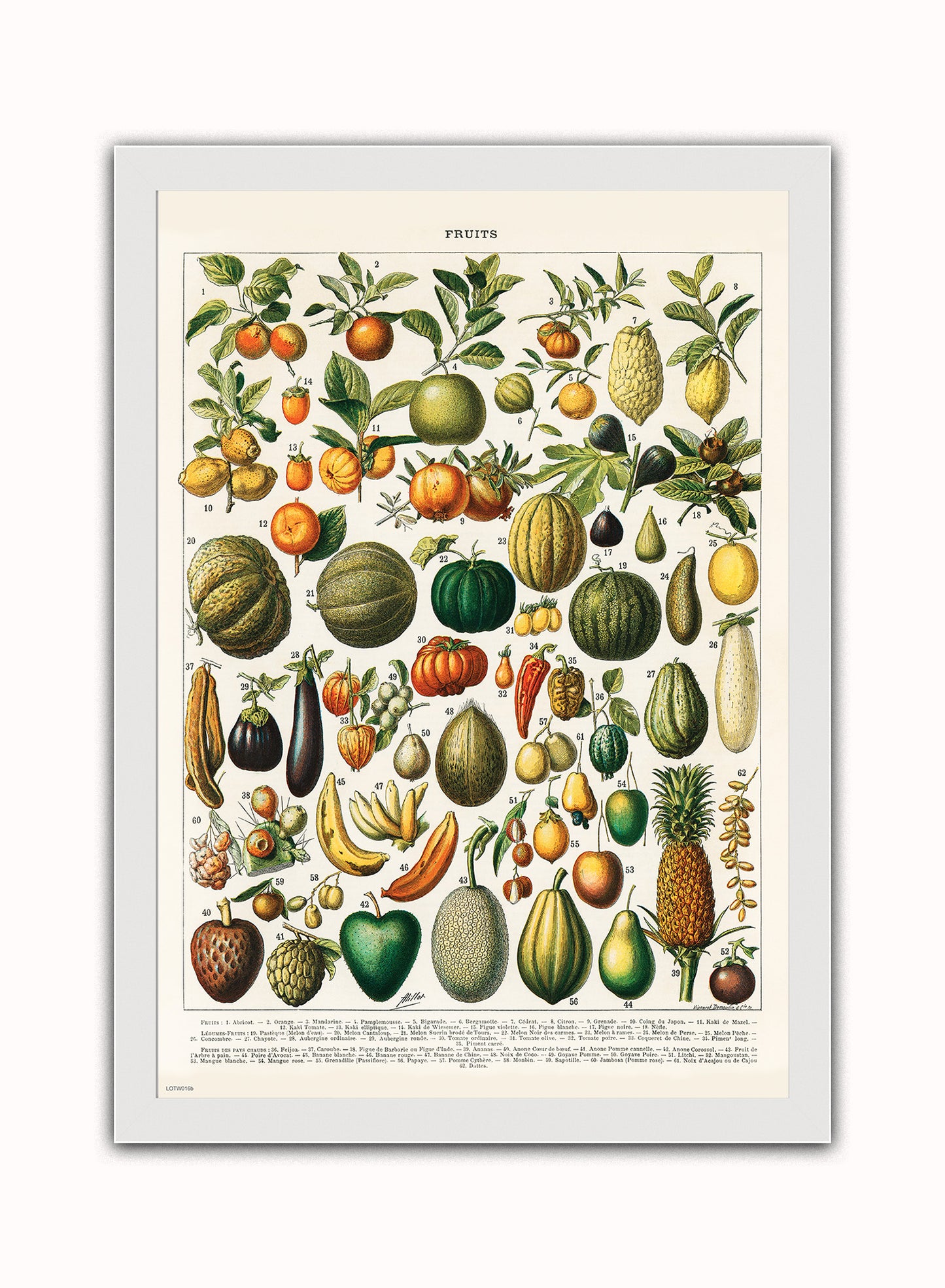Illustration of Fruit is a drawing by Adolphe Philippe Millot Print – Adolphe Philippe Millot Vintage Art Wall Art White Frame