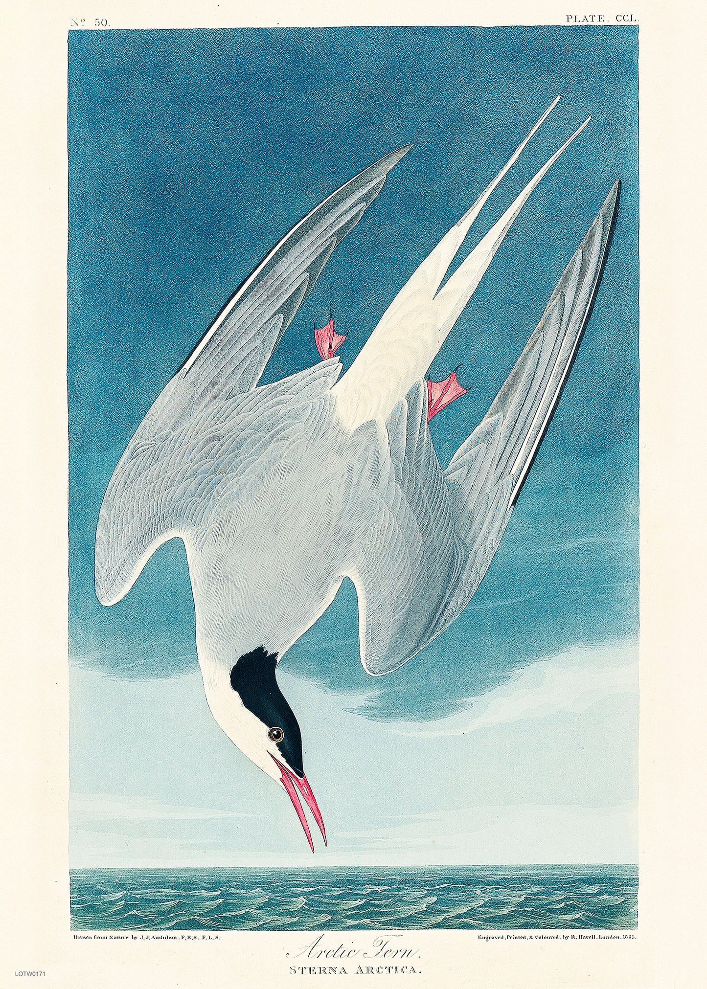 Natural History, Arctic Tern by John James Audubon, Vintage Animals Bird Art Print Poster Print – John James Audubon, Vintage Animals Bird Art Print Poster Vintage Poster Wall Art 50x70cm