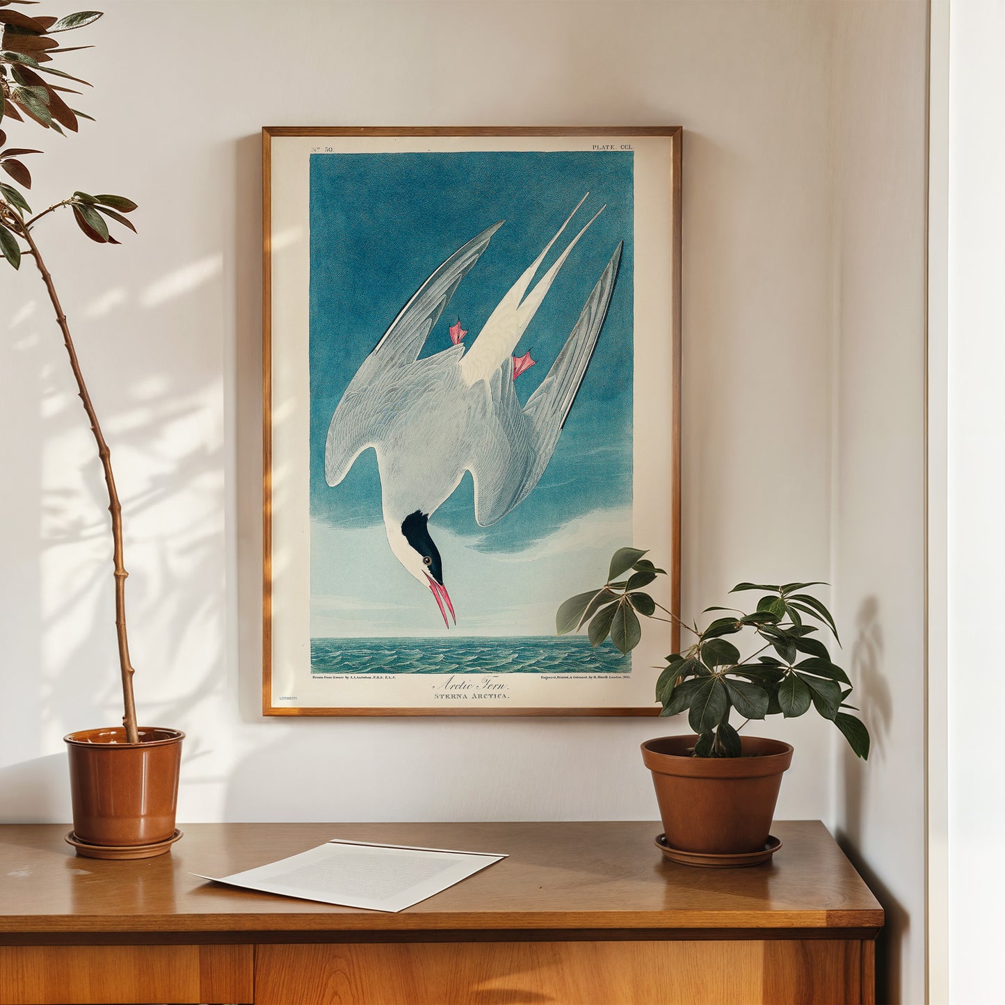 Natural History, Arctic Tern by John James Audubon, Vintage Animals Bird Art Print Poster Print – John James Audubon, Vintage Animals Bird Art Print Poster Vintage Poster Wall Art 50x70cm