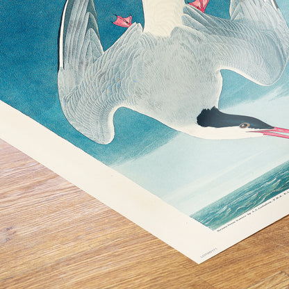 Natural History, Arctic Tern by John James Audubon, Vintage Animals Bird Art Print Poster Print – John James Audubon, Vintage Animals Bird Art Print Poster Vintage Poster Wall Art 50x70cm