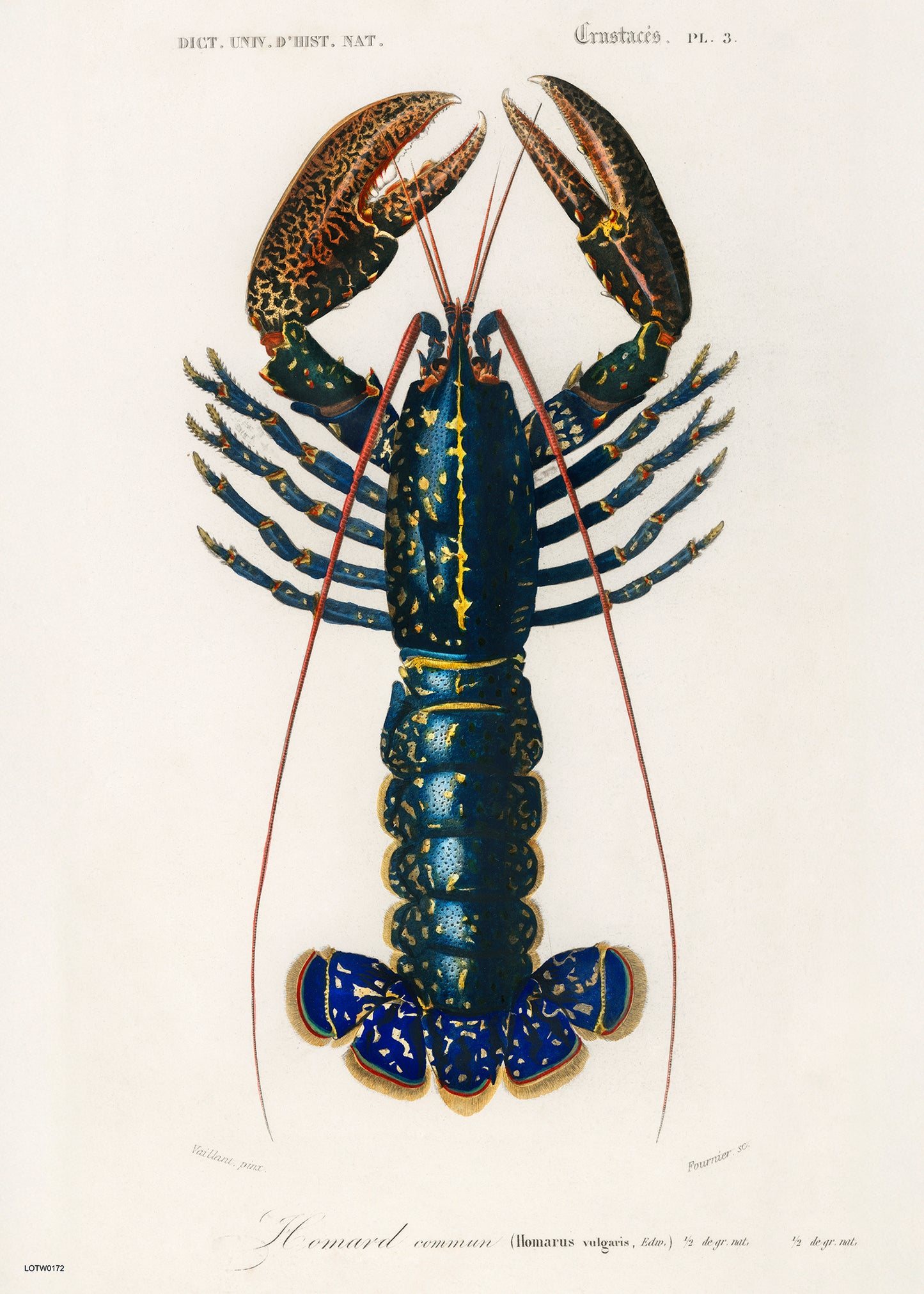 Natural History, European lobster by Charles Dessalines D'Orbigny, Vintage Animals Art Print Poster Print – Charles Dessalines D'Orbigny, Vintage Animals Art Print Poster Vintage Poster Wall Art 50x70cm