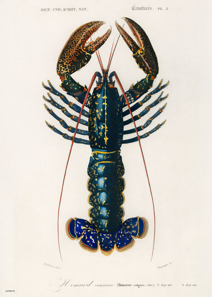 Natural History, European lobster by Charles Dessalines D'Orbigny, Vintage Animals Art Print Poster Print – Charles Dessalines D'Orbigny, Vintage Animals Art Print Poster Vintage Poster Wall Art 50x70cm