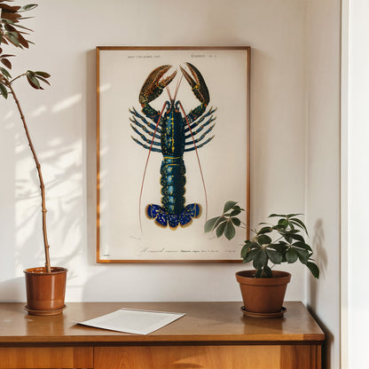 Natural History, European lobster by Charles Dessalines D'Orbigny, Vintage Animals Art Print Poster Print – Charles Dessalines D'Orbigny, Vintage Animals Art Print Poster Vintage Poster Wall Art 50x70cm