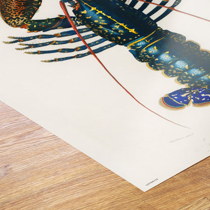 Natural History, European lobster by Charles Dessalines D'Orbigny, Vintage Animals Art Print Poster Print – Charles Dessalines D'Orbigny, Vintage Animals Art Print Poster Vintage Poster Wall Art 50x70cm