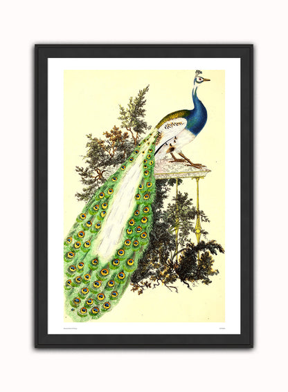 Natural History Peacock, Vintage Illustrated Field Studies, Animals Bird  Art Print Poster Vintage Poster Wall Art Print 50x70cm Black Frame