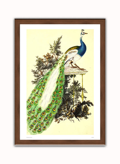 Natural History Peacock, Vintage Illustrated Field Studies, Animals Bird  Art Print Poster Vintage Poster Wall Art Print 50x70cm Dark Wood Frame