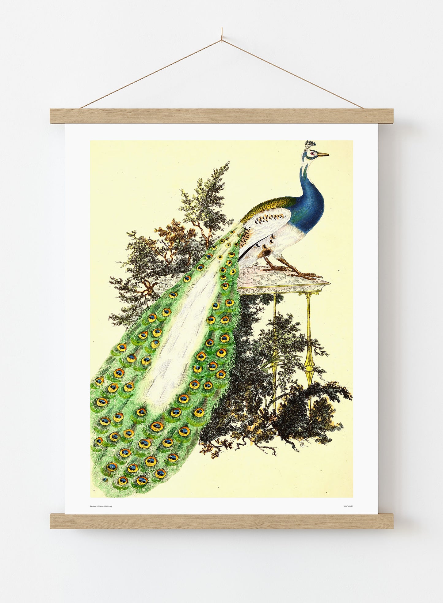 Natural History Peacock, Vintage Illustrated Field Studies, Animals Bird  Art Print Poster Vintage Poster Wall Art Print 50x70cm Poster Hanger
