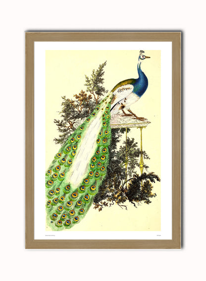Natural History Peacock, Vintage Illustrated Field Studies, Animals Bird  Art Print Poster Vintage Poster Wall Art Print 50x70cm Light Wood Frame