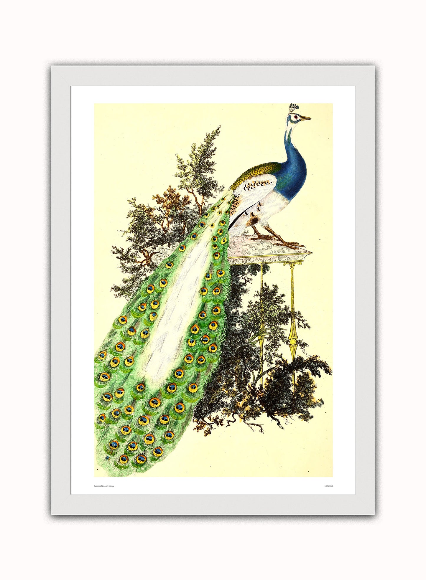 Natural History Peacock, Vintage Illustrated Field Studies, Animals Bird  Art Print Poster Vintage Poster Wall Art Print 50x70cm White Frame