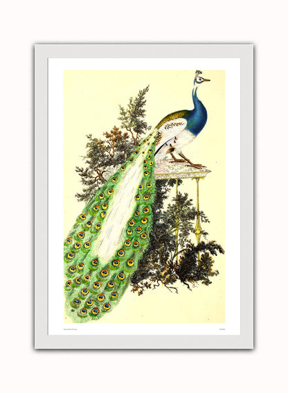 Natural History Peacock, Vintage Illustrated Field Studies, Animals Bird  Art Print Poster Vintage Poster Wall Art Print 50x70cm White Frame