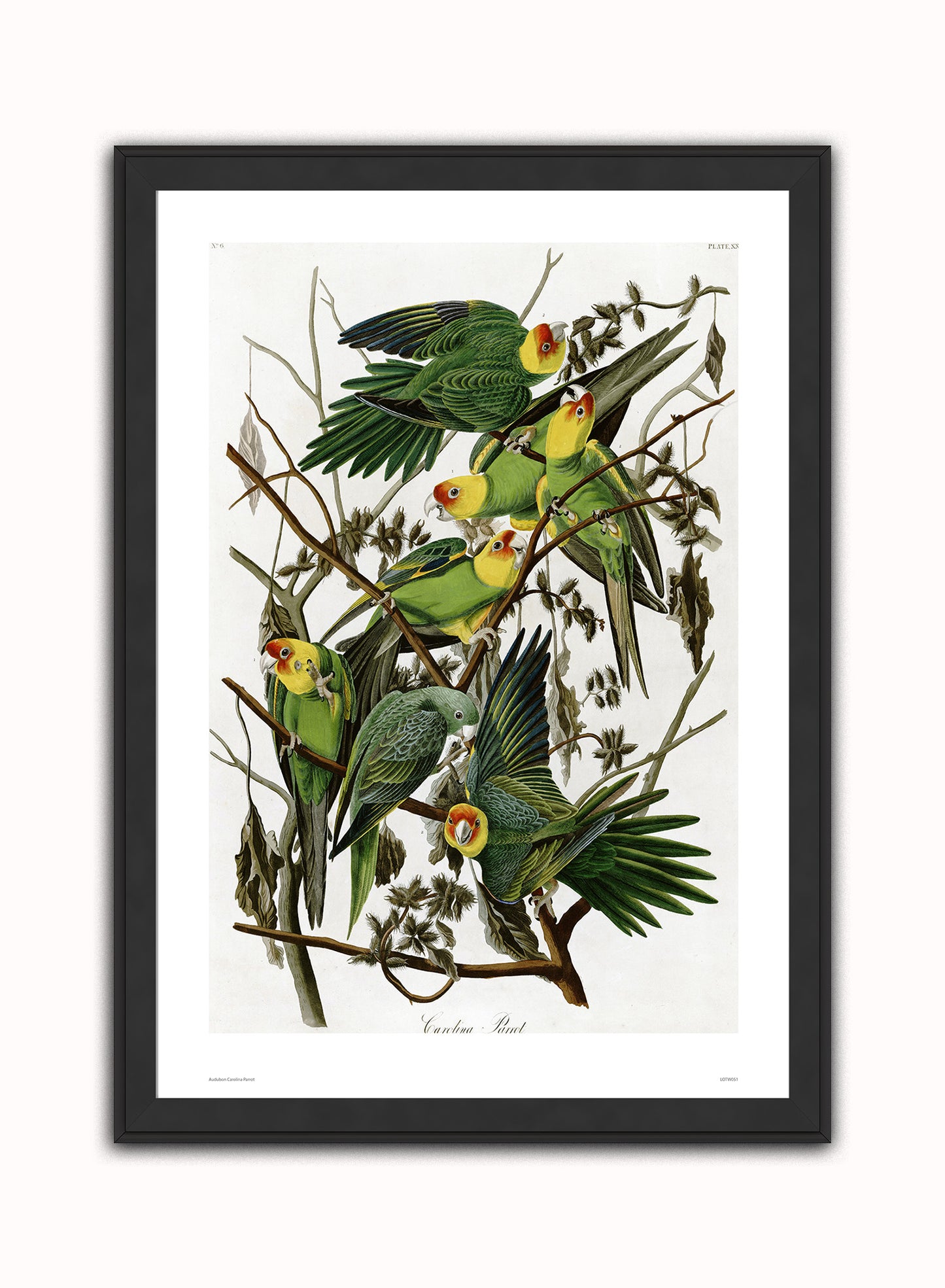 Natural History, Vintage Illustrated Field Audubon Carolina Parrot, Animals Bird Art Print Poster Vintage Poster Wall Art Print 50x70cm Black Frame